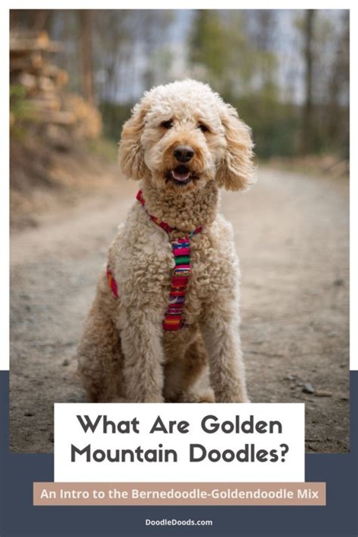 Unveiling The Golden Doodle Great Dane Mix: A Journey Of Discovery